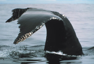 Estímase que Xapón caza un cento de baleas ao ano, excusándose na "caza científica"