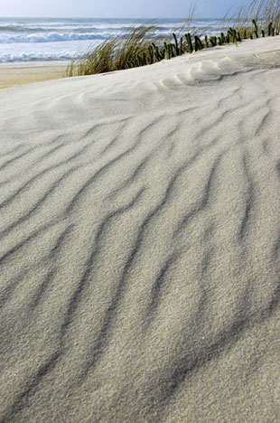 Hábitat dunar de Mira / Foto: António Campos