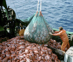 As empresas de Vidal están relacionadas con, polo menos, nove pesqueiros implicados en pesca ilegal