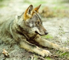 O lobo é un animal con especial protección no país