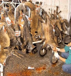 Os cazadores abateron a un total de 94 raposos
