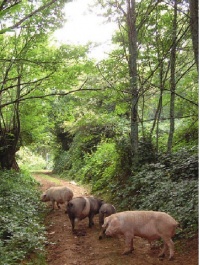 Hai 210 explotacións de porco celta en Galiza, mais só unha ecolóxica