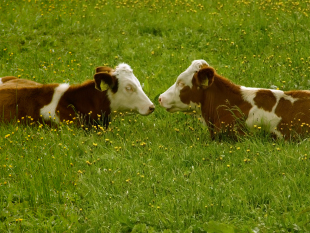 Vacas rumiando