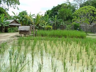 Campos de arroz en Tailandia