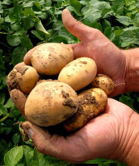 A pataca Amflora, modificada xeneticamente, ten máis niveis de amidón e utilízase para a alimentación animal