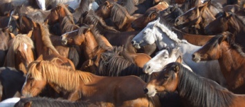 Os cabalos na rapa / Flickr: almaciga
