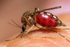 O mosqueito Aedes Aegypti, que causa a enfermidade do dengue