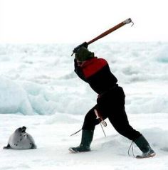 As crías de focas mátanse cun golpe forte na cabeza, para non estragar a súa pel, que despois é vendida