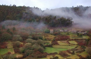 Unha típica paisaxe galega, con eucaliptos e todo. Agora, todo terá un nome co novo dicionario / Flickr: triart3d