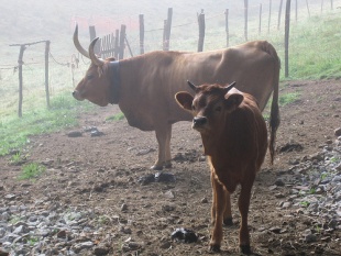 Unha vaca e unha puchiña da raza cachena, propia do Xurés. Flickr: fontearcada