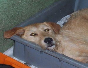 Fanta, unha das cadelas envelenadas, nunha imaxe do libro de adopcións