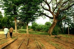 Plantación de Tree-Nation en Níxer