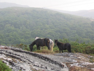 Cabalos no monte / Flickr: Paraiso perdido
