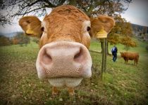 O PPdeG prognostica un aumento no prezo do leite / Unha vaca no Flickr de /publicenergy