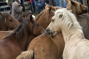 Os cabalos no curro / Flickr: xaimex