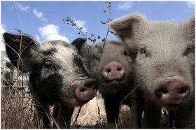 Tres porcos ollando para a cámara / Flickr: gustavovara