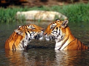 Tigres en liberdade
