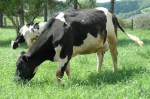 En Galiza hai máis de 14.000 familias que viven de producir leite